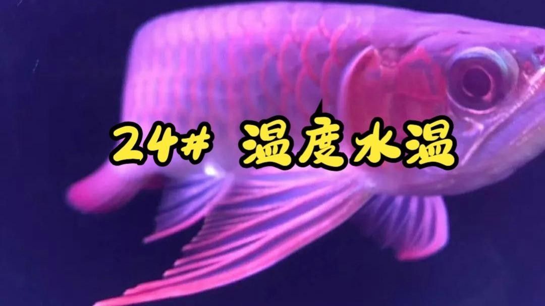臺北龍魚（“臺北龍魚”在臺灣文化中的地位如何，臺北龍魚保育中心在哪里）