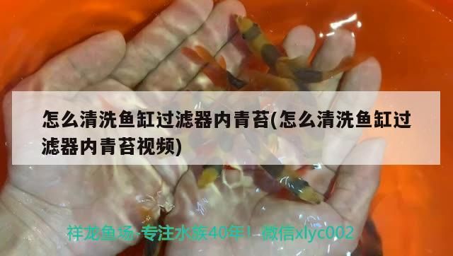 怎么清洗魚缸過濾器內青苔(怎么清洗魚缸過濾器內青苔視頻)