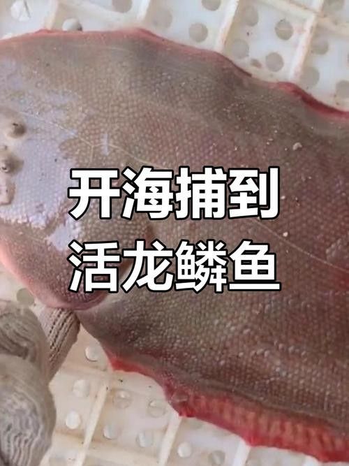 徐聞龍魚(yú)長(zhǎng)什么樣子圖片