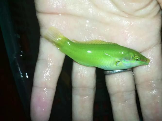 海水龍魚的市場價格如何