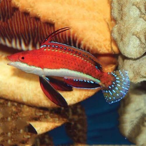 海水龍魚的市場價格如何