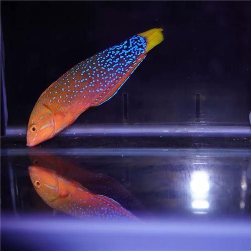 海水龍魚的市場價格如何