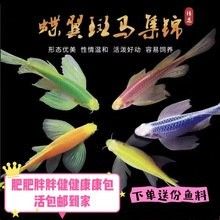 海水龍魚的市場價格如何