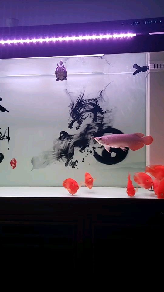 魚缸用增氧泵價格是多少:魚缸增氧機-xtrac增氧機-xtrac增氧機 初來乍到請多關照(剛來到龍魚之巔也是第一次養魚,廣晉超市評論:起步是紅龍) 觀賞魚百科 初來乍到請多關照(剛來到龍魚之巔也是第一次養魚,廣晉超市評論:起步是紅龍) 初來乍到請多關照(剛來到龍魚之巔也是第一次養魚,廣晉超市評論:起步是紅龍) 觀賞魚百科