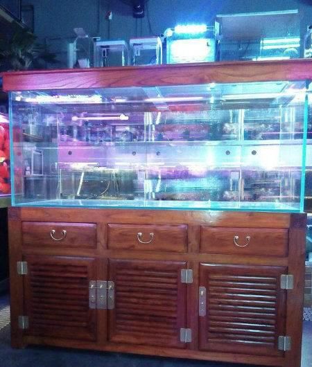 海南藏族自治州魚缸批發市場:?？谀睦镉杏^賞魚批發市場