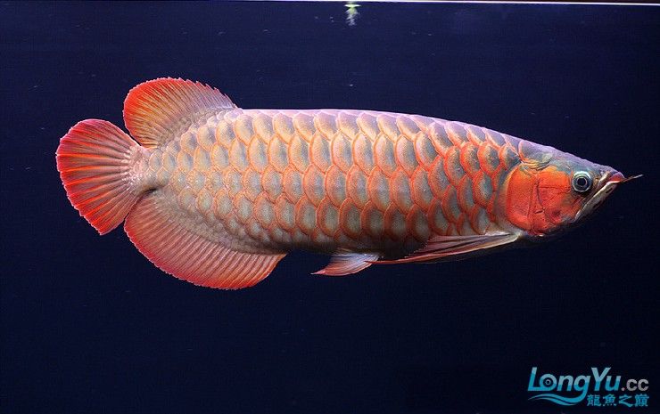 如何下載龍魚之巔APP？ 如何下載龍魚之巔APP？ 龍魚百科 第3張