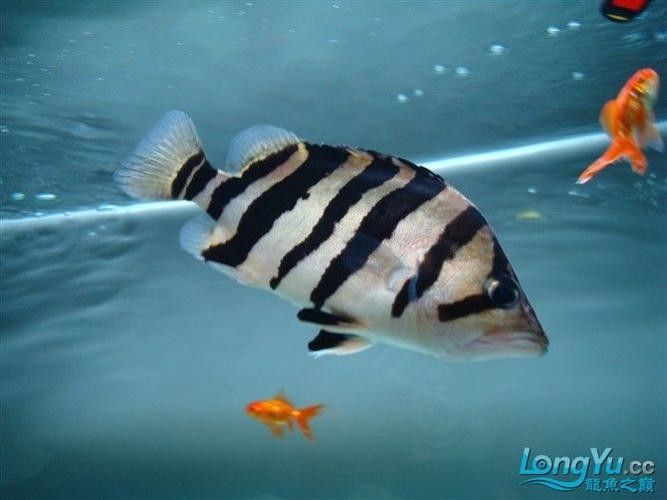 如何下載龍魚之巔APP？ 如何下載龍魚之巔APP？ 龍魚百科 第4張