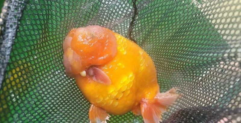 如何預防金龍魚細菌感染？
