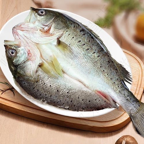 瑤海金龍魚 瑤海金龍魚 觀賞魚百科 第11張