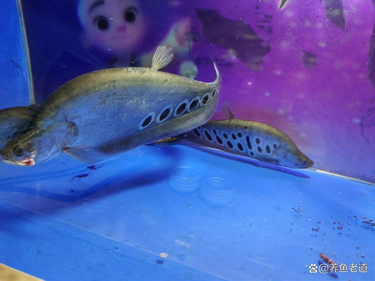 混養魚生病了怎么辦？