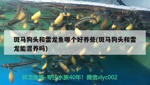 魚缸用增氧泵價格是多少:魚缸增氧機-xtrac增氧機-xtrac增氧機 斑馬狗頭和雷龍魚哪個好養些(斑馬狗頭和雷龍能混養嗎) 觀賞魚百科 斑馬狗頭和雷龍魚哪個好養些(斑馬狗頭和雷龍能混養嗎) 斑馬狗頭和雷龍魚哪個好養些(斑馬狗頭和雷龍能混養嗎) 觀賞魚百科