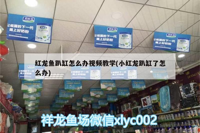 魚缸用增氧泵價格是多少:魚缸增氧機-xtrac增氧機-xtrac增氧機 紅龍魚趴缸怎么辦視頻教學(小紅龍趴缸了怎么辦) 觀賞魚百科 紅龍魚趴缸怎么辦視頻教學(小紅龍趴缸了怎么辦) 紅龍魚趴缸怎么辦視頻教學(小紅龍趴缸了怎么辦) 觀賞魚百科