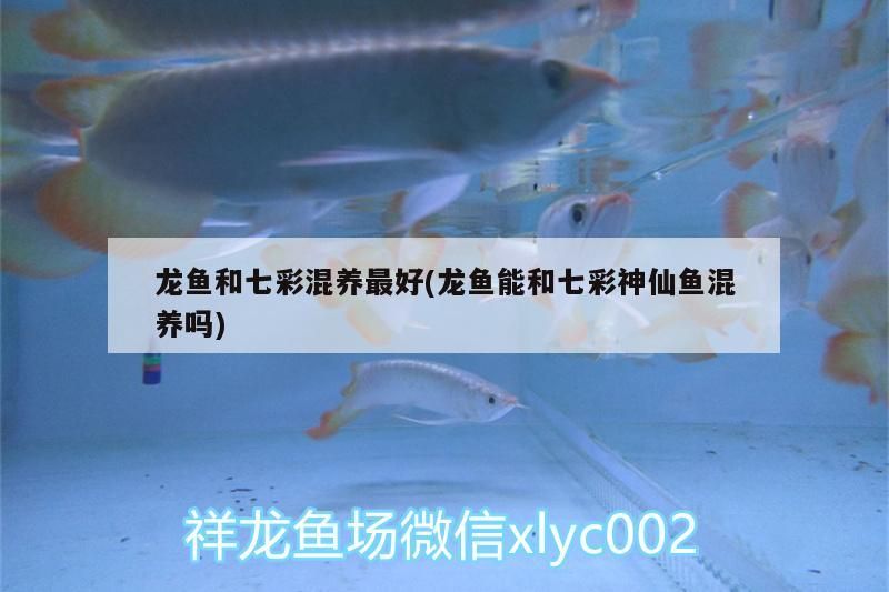 龍魚和七彩混養最好(龍魚能和七彩神仙魚混養嗎)（七彩神仙魚可以和龍魚混養嗎）