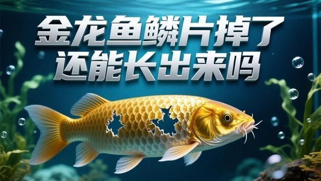 如何加速龍魚鱗片的再生？