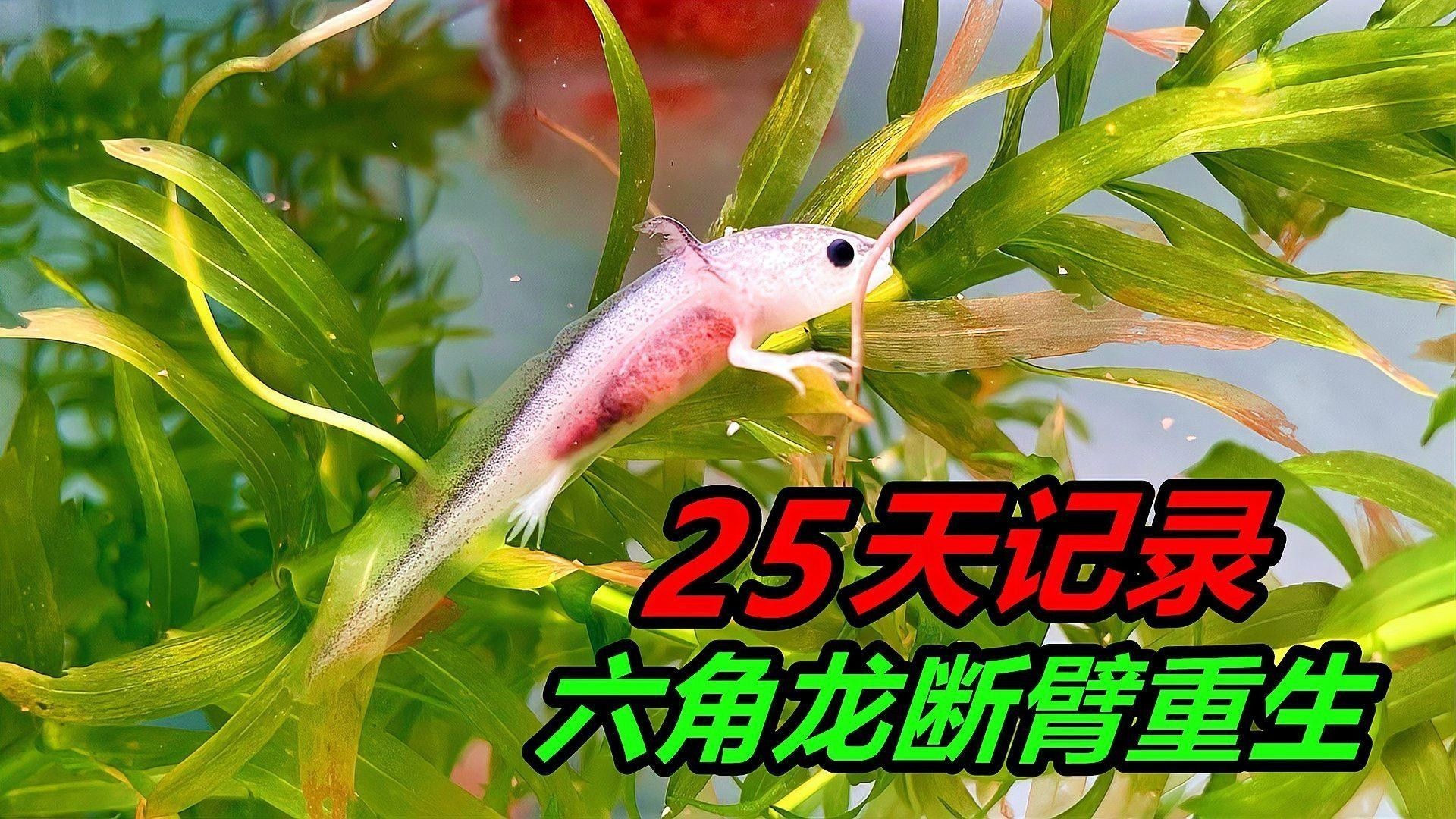 煙臺龍魚交流群電話號碼查詢【關于煙臺龍魚交流群的問題】