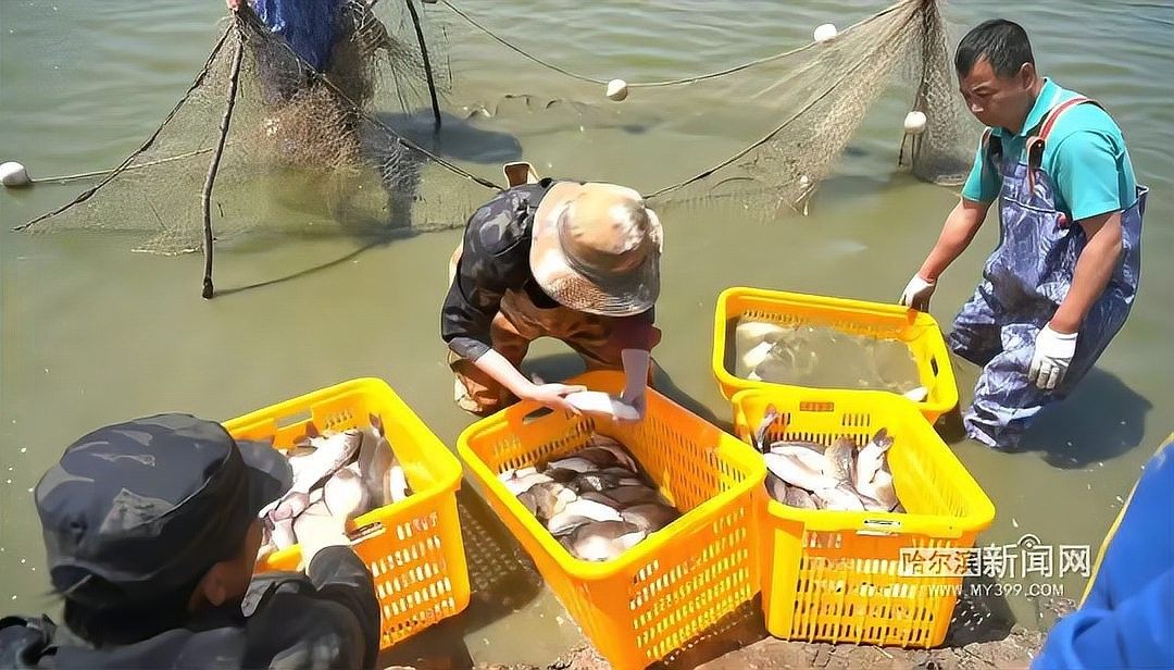 方正龍魚是什么魚（方正銀鯽和龍魚有什么區別？）