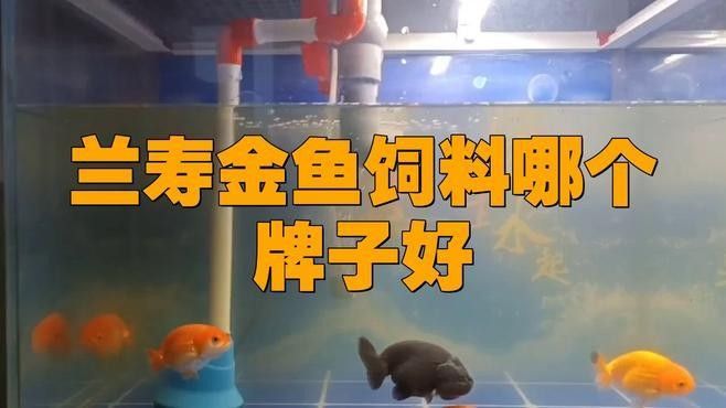 哪種飼料品牌性價比最高 哪種飼料品牌性價比最高 龍魚百科 第1張