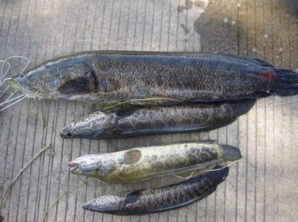 發(fā)財(cái)魚發(fā)情時(shí)如何處理？