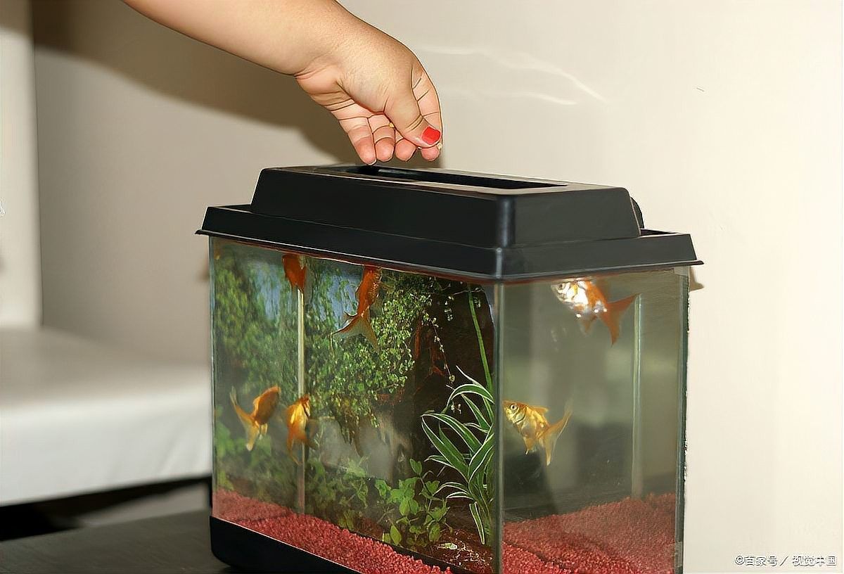 龍魚缸水位多高最合適？