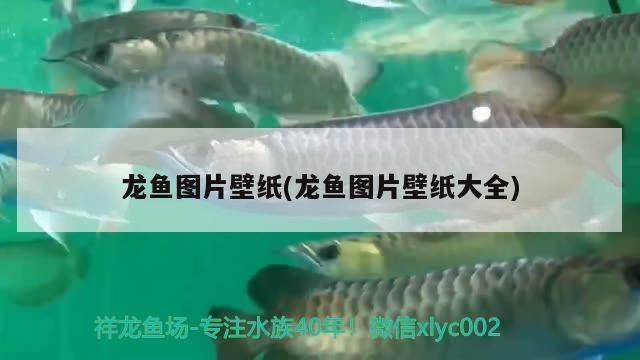 龍魚圖片壁紙(龍魚圖片壁紙大全) 龍魚圖片壁紙(龍魚圖片壁紙大全) 觀賞魚百科