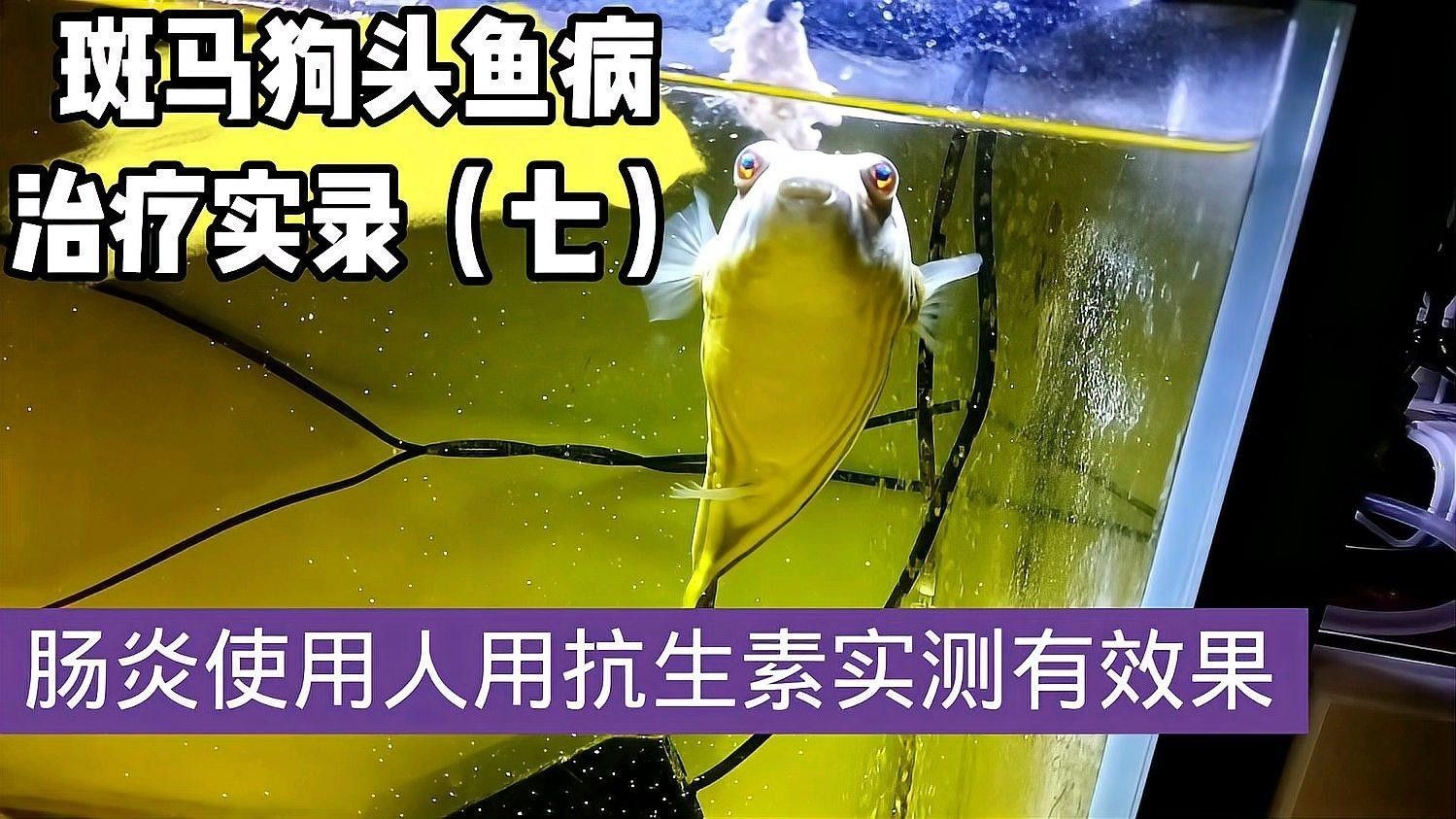 斑馬狗頭魚常見疾病 斑馬狗頭魚常見疾病 觀賞魚百科 第1張