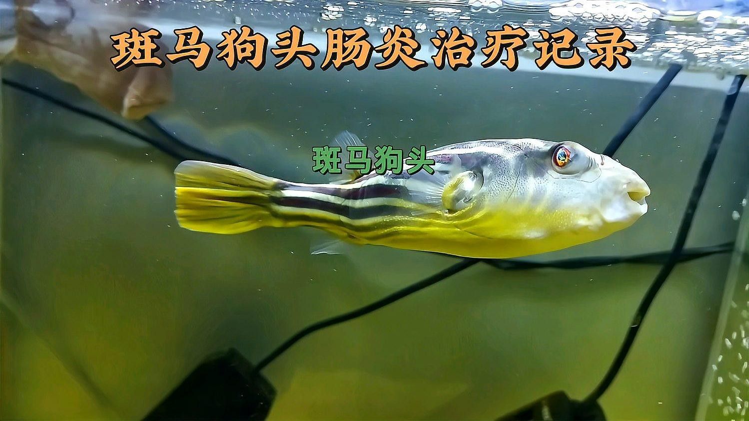 斑馬狗頭魚常見疾病 斑馬狗頭魚常見疾病 觀賞魚百科 第2張