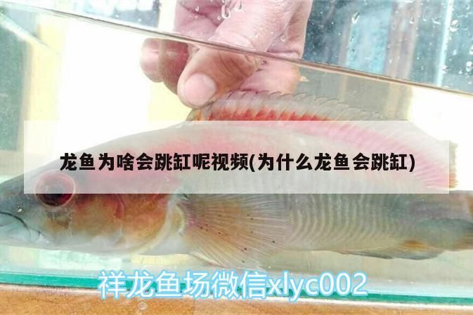 龍魚為啥會跳缸呢視頻(為什么龍魚會跳缸)