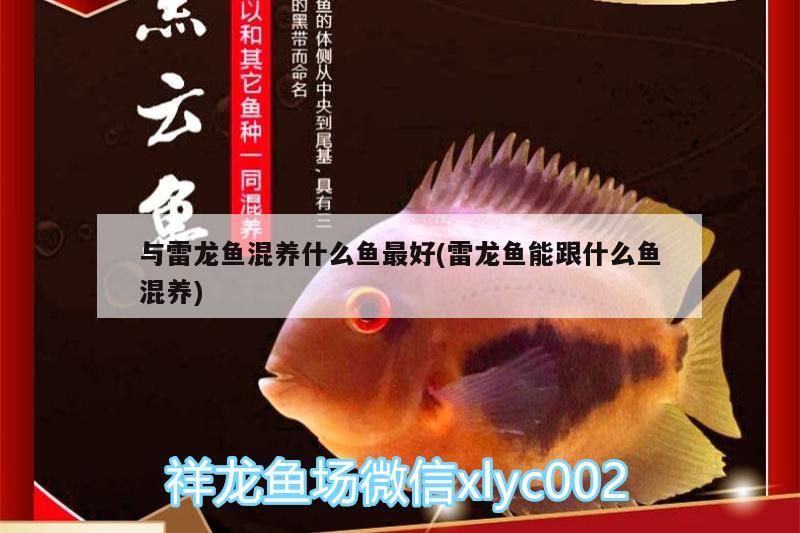 與雷龍魚混養什么魚最好(雷龍魚能跟什么魚混養) 與雷龍魚混養什么魚最好(雷龍魚能跟什么魚混養) 觀賞魚百科