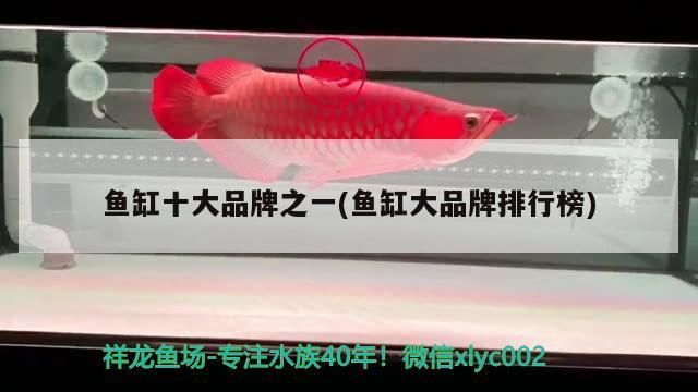 金龍魚還是紅龍魚貴(紅龍魚貴還是金龍魚貴) 金龍魚還是紅龍魚貴(紅龍魚貴還是金龍魚貴) 觀賞魚百科 第2張