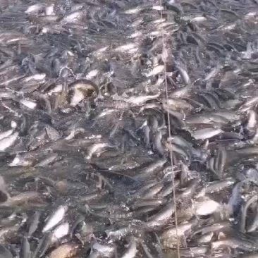 綏化龍魚專賣店的價格范圍