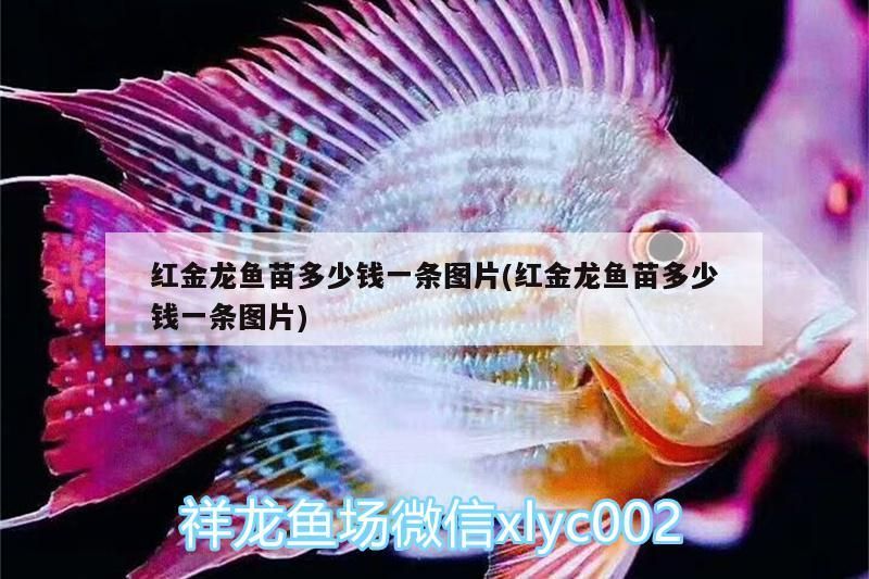 漢中水族館商家又炒作的豹紋皇冠漂亮不？