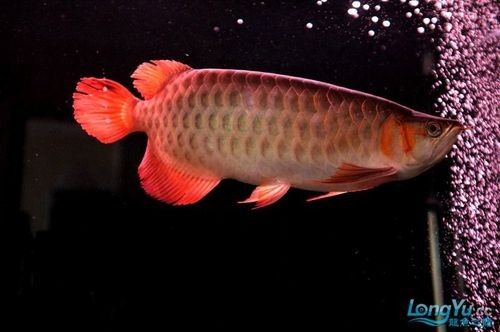 瑰寶龍紅龍有哪些品種（養魚小藝紅龍魚什么品種最好及排名樓上同僚你會區分嗎） 瑰寶龍紅龍有哪些品種（養魚小藝紅龍魚什么品種最好及排名樓上同僚你會區分嗎） 龍魚百科 第3張