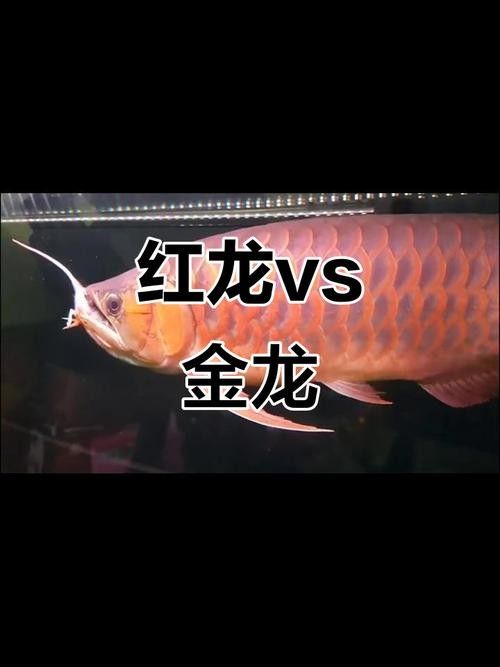 如何判斷紅龍魚和金龍魚的品相