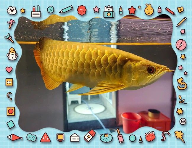 如何判斷紅龍魚和金龍魚的品相