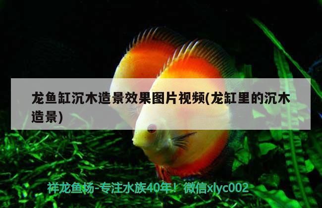 龍魚缸沉木造景效果圖片視頻(龍缸里的沉木造景)