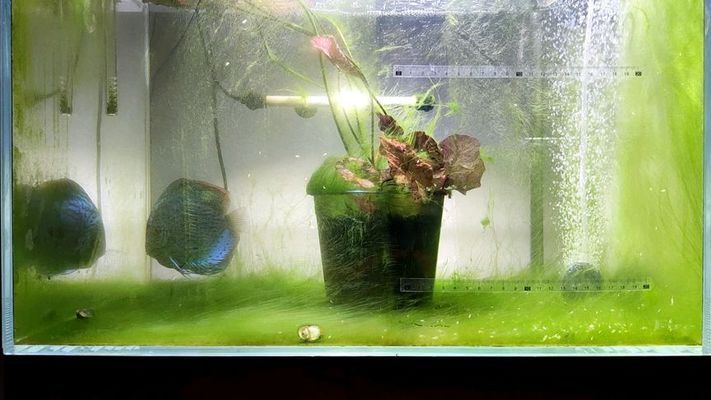 給大魚缸換水的作文:體驗(yàn)給大魚缸換水的樂趣:體驗(yàn)給大魚缸換水:給大魚缸換水的作文 龍魚得病了換缸可以嗎(龍魚得病了換缸可以嗎視頻) 觀賞魚百科 龍魚得病了換缸可以嗎(龍魚得病了換缸可以嗎視頻) 龍魚得病了換缸可以嗎(龍魚得病了換缸可以嗎視頻) 觀賞魚百科