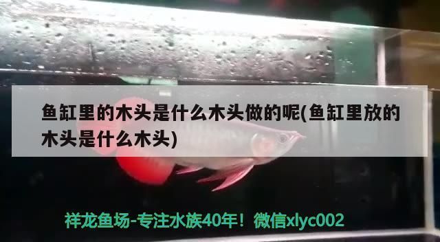 魚缸里的木頭是什么木頭做的呢(魚缸里放的木頭是什么木頭) 魚缸里的木頭是什么木頭做的呢(魚缸里放的木頭是什么木頭) 觀賞魚百科