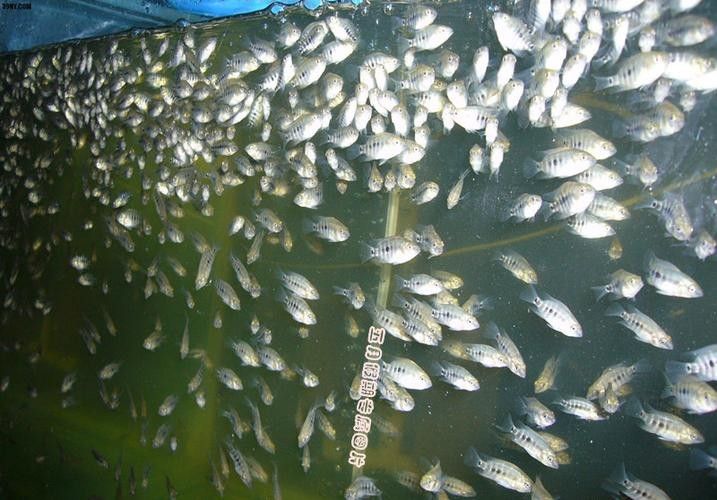 星子龍魚是什么檔次
