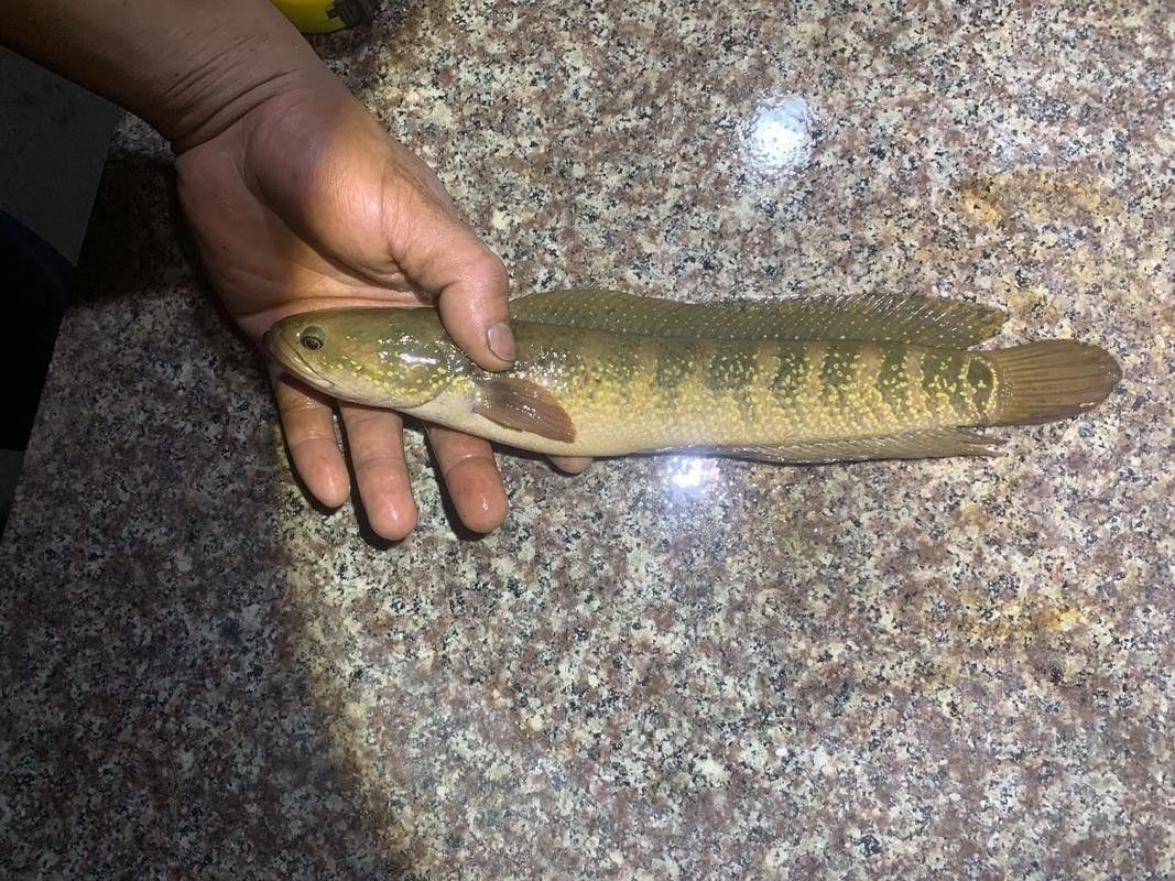 星子龍魚是什么檔次