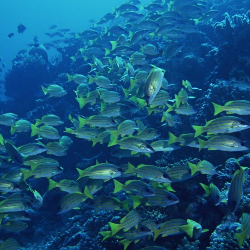 諸城哪個水族館龍魚好？祥龍魚場龍魚