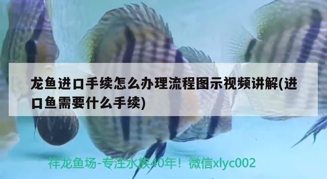 龍魚進(jìn)口手續(xù)怎么辦理流程圖示視頻講解(進(jìn)口魚需要什么手續(xù))