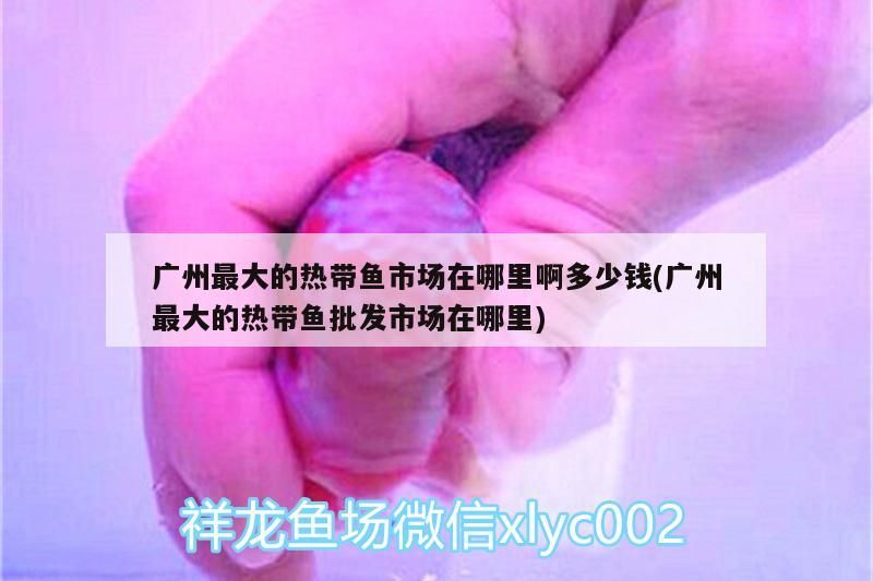 飼料 廣州最大的熱帶魚市場在哪里啊多少錢(廣州最大的熱帶魚批發市場在哪里) 觀賞魚百科 廣州最大的熱帶魚市場在哪里啊多少錢(廣州最大的熱帶魚批發市場在哪里) 廣州最大的熱帶魚市場在哪里啊多少錢(廣州最大的熱帶魚批發市場在哪里) 觀賞魚百科