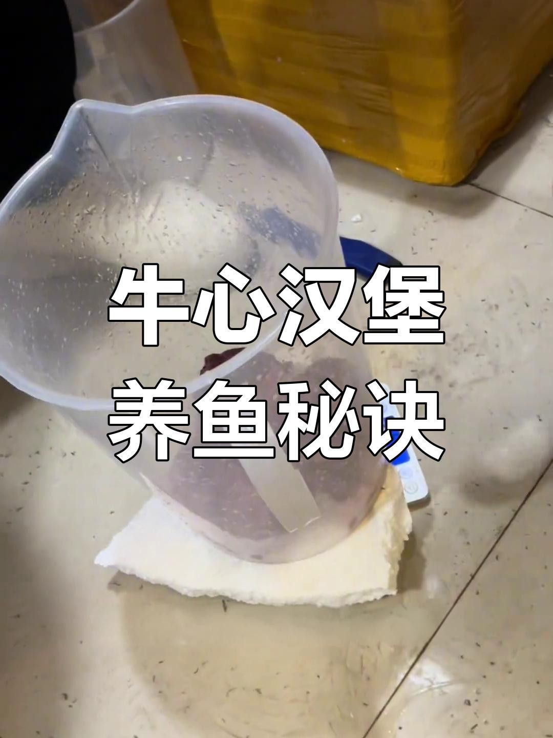 龍魚吃牛心漢堡最簡單三個步驟