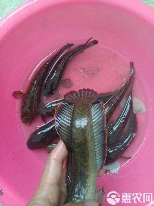 南鱧的價格是多少