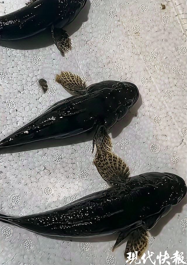 南鱧的價格是多少