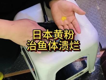 龍魚下黃粉后多久見效