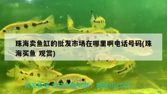 珠海賣魚缸的批發市場在哪里啊電話號碼(珠海買魚觀賞) 珠海賣魚缸的批發市場在哪里啊電話號碼(珠海買魚觀賞) 觀賞魚百科 第1張