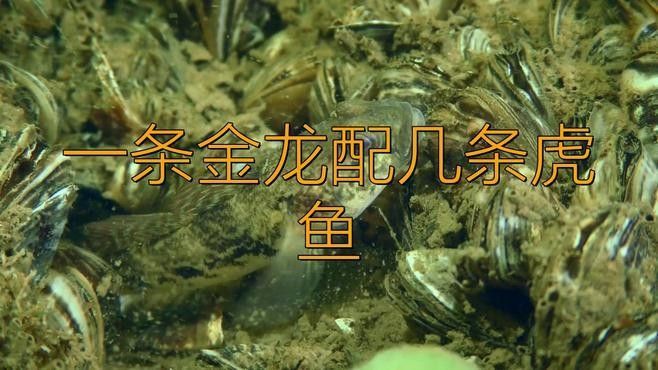 混養(yǎng)時如何避免黃金河虎攻擊龍魚？ 混養(yǎng)時如何避免黃金河虎攻擊龍魚？ 龍魚百科 第2張