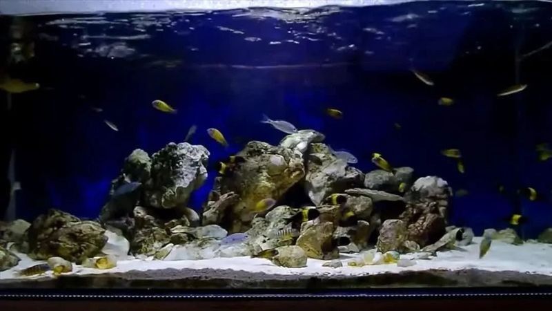 能否提供更多混養(yǎng)圖片（混養(yǎng)魚類圖片資源推薦）