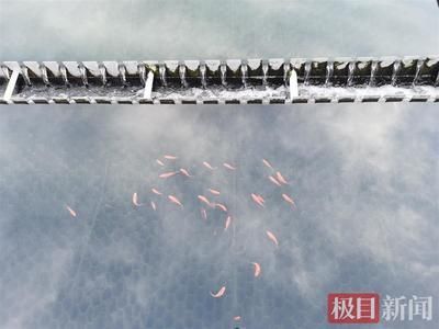 紅龍魚價錢：養紅龍魚需要投入多少預算？